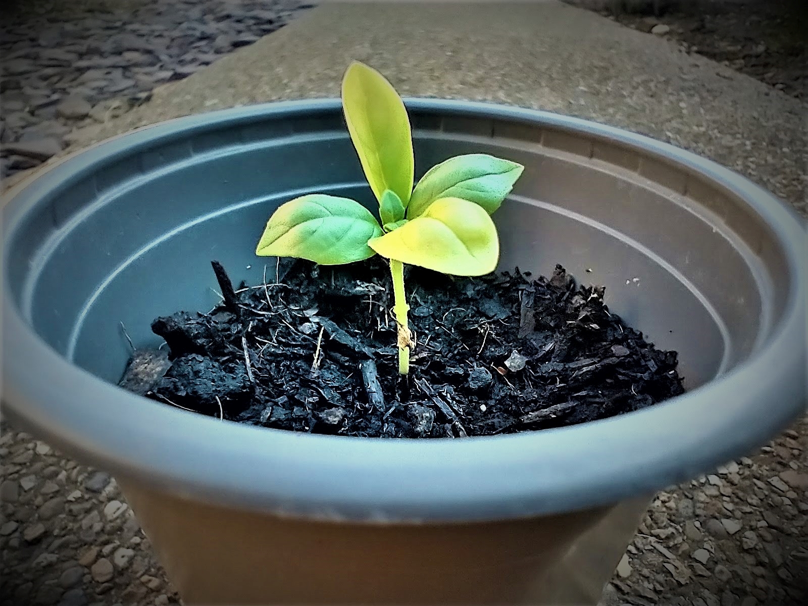 A seedling growing in a pot.