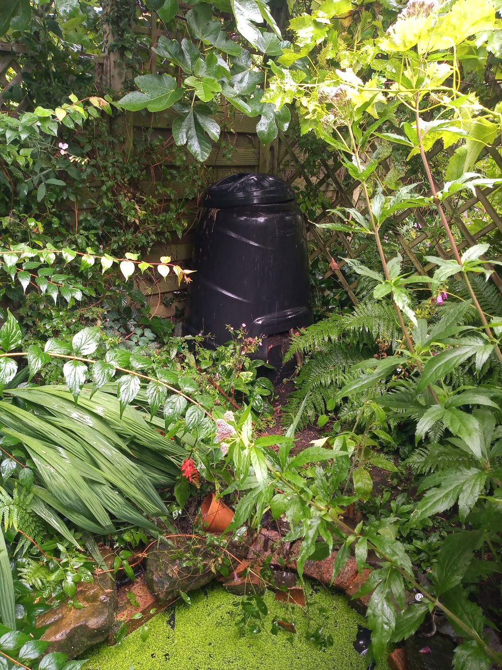 A compost bin nestling in a green shady part of the garden.
