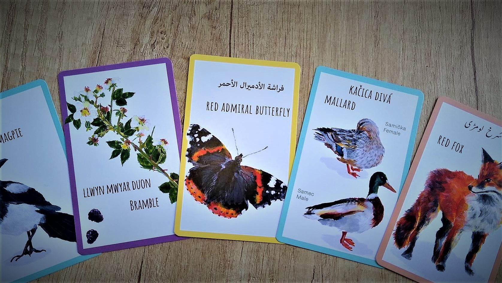 Cards with species on them in different languages.