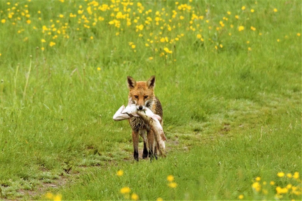 Fox walks across meadow carrying large Pike fish in its mouth