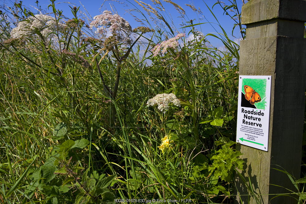A photo of summer wild flowers on a roadside nature reserve.