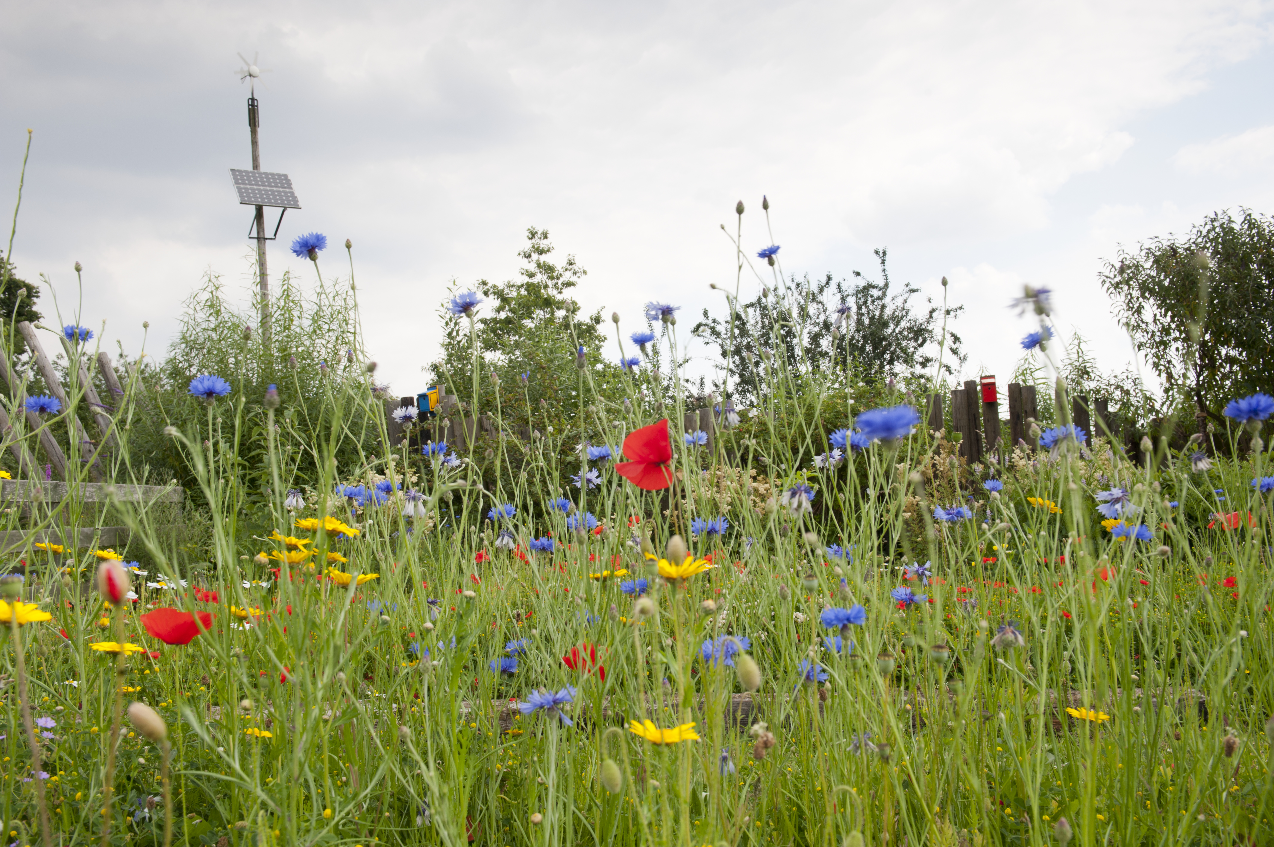 Widflowers grow in  a back garden. 
